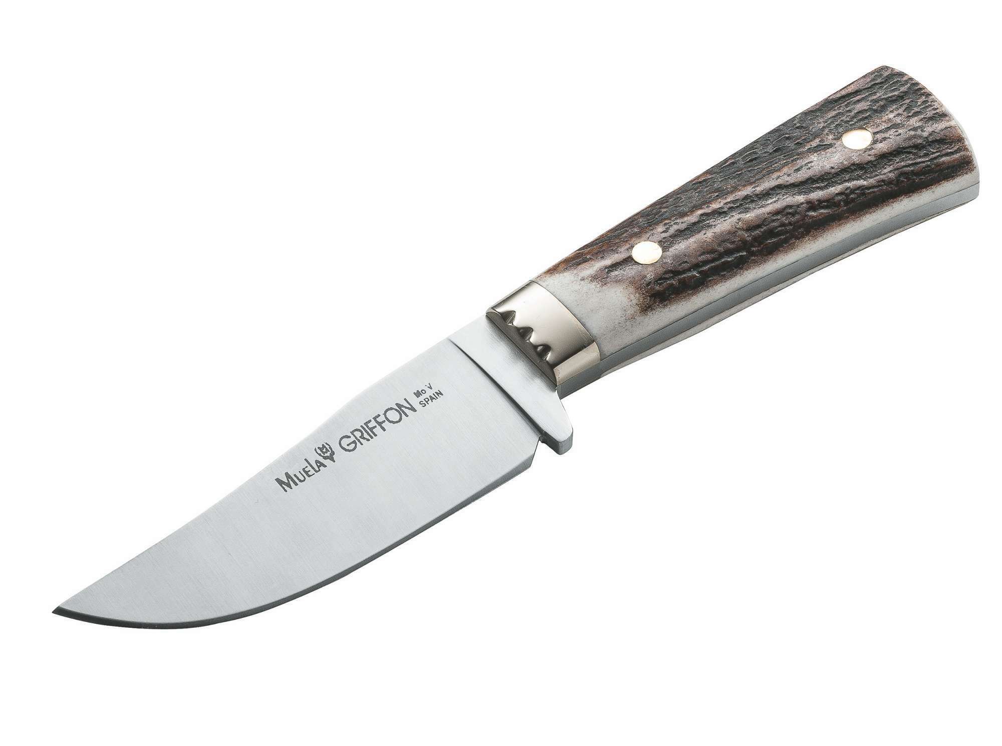Muela Griffon Stag